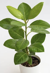 공기정화식물 BEST5 뱅갈고무나무