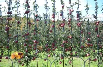 사과 재배 적과 시기 착색 관리 당도 향상_11