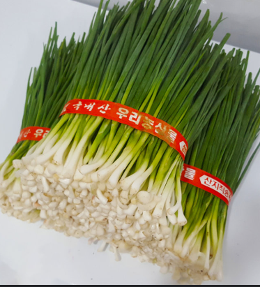 쪽파 재배 방법, 키우기, 씨 심는 시기, 파종 시기, 수확시기