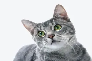 고양이