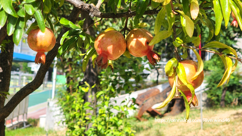 석류(石榴) Pomegranate