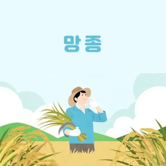 망종 절기 망종의 뜻 전통음식 매실청 담그기_14