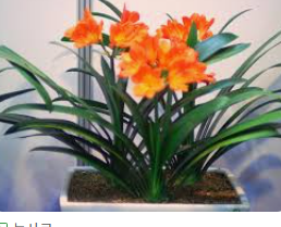 군자란 관리법 알아보기