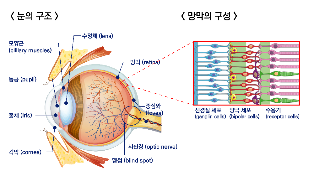 망막의 구성