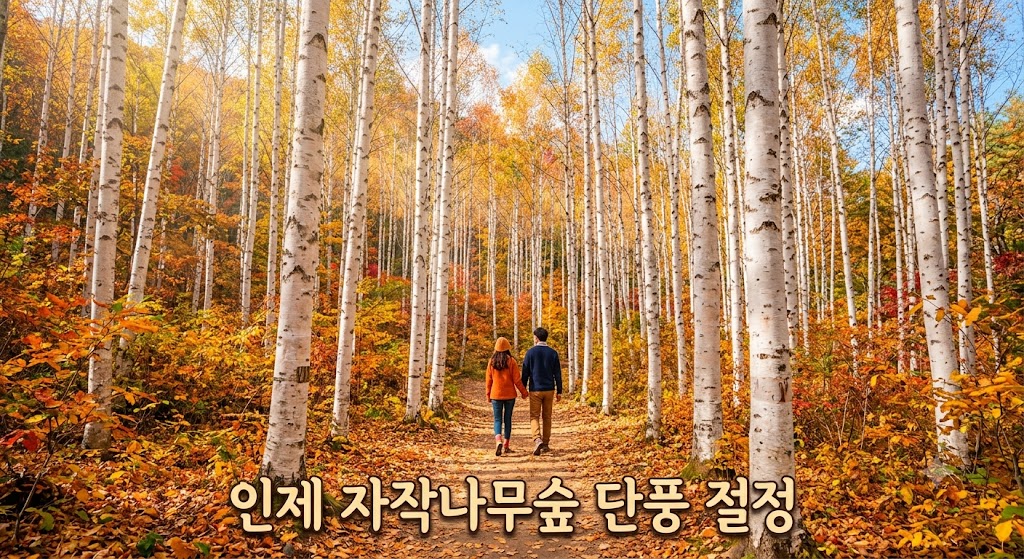 인제 자작나무숲 단풍