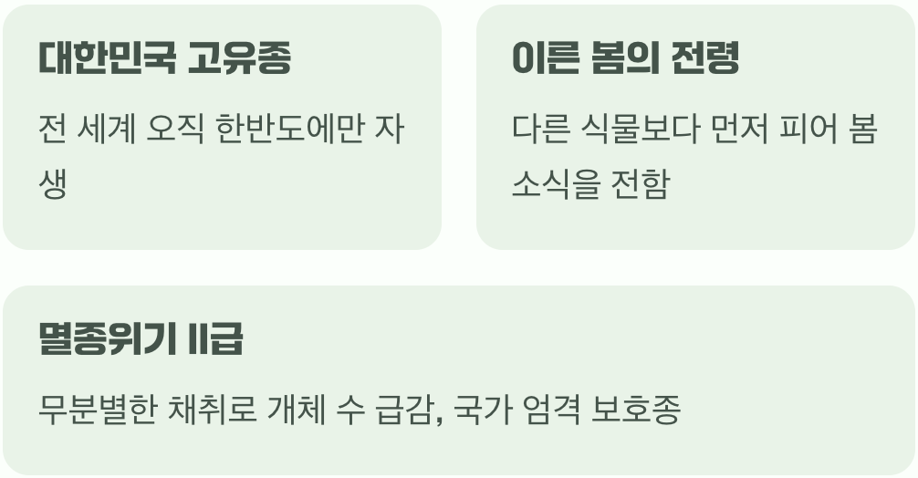 숲속의 작은 요정&amp;#44; 변산바람꽃의 정체