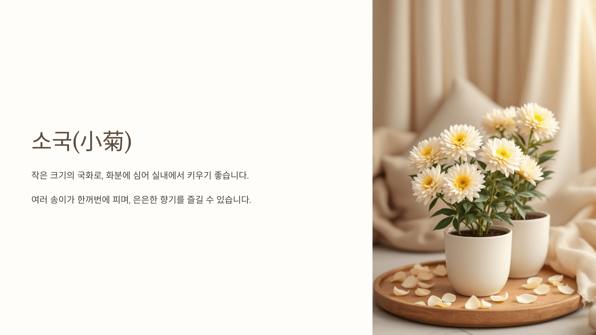 국화꽃과 관련된 사진입니다.