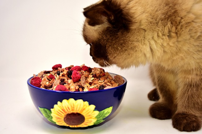 사료-고르는-기준