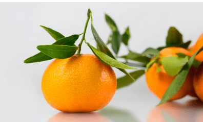 생방송오늘저녁 논산 황금향 택배 주문