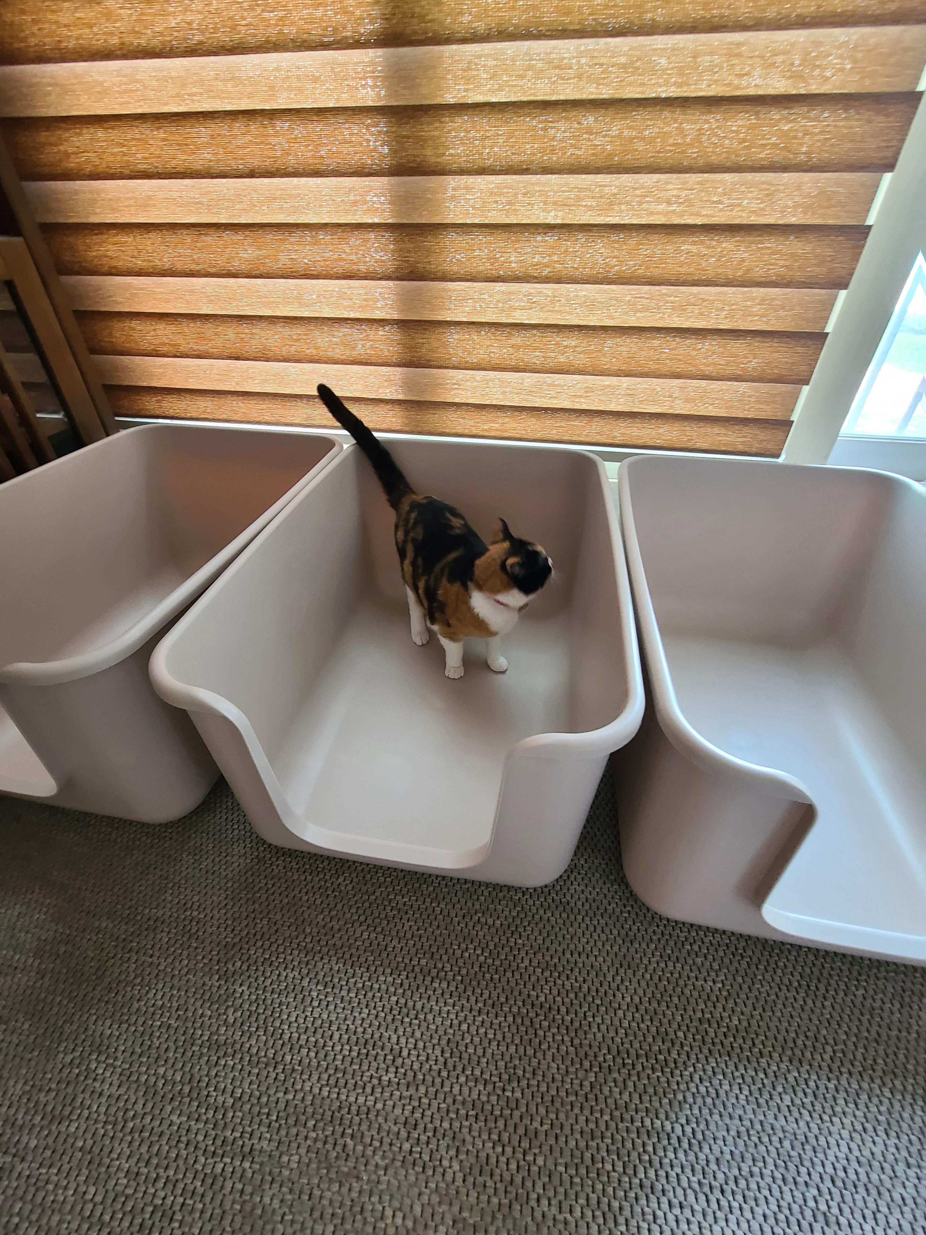 때가 되었다! 아이들 화장실 모래 전체갈이 한날.