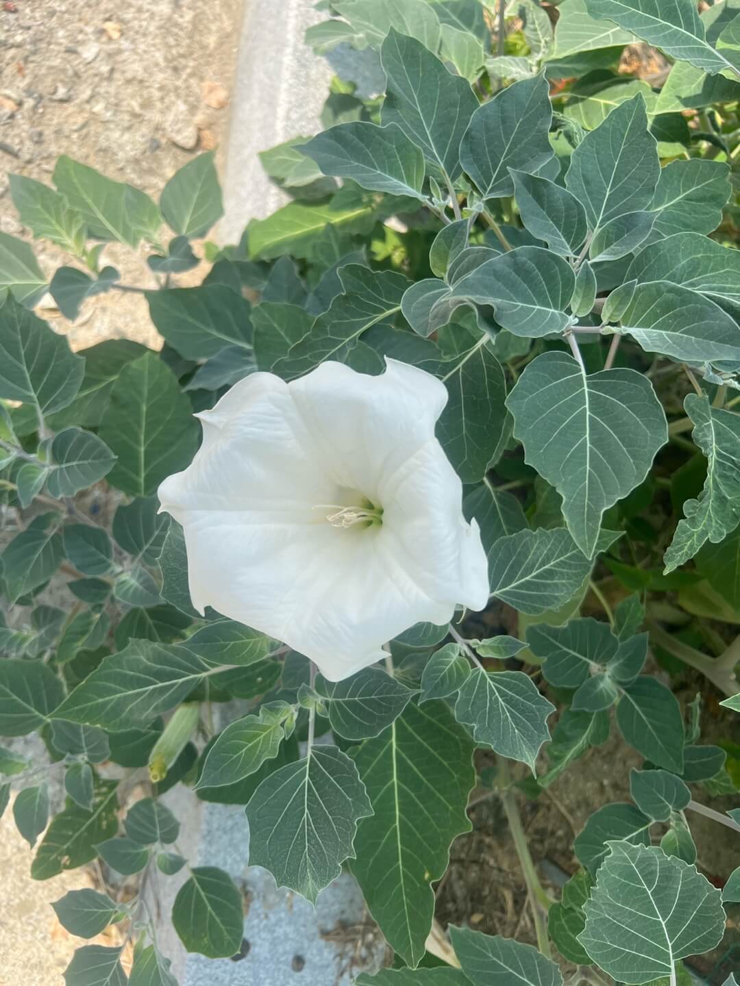 흰독말풀