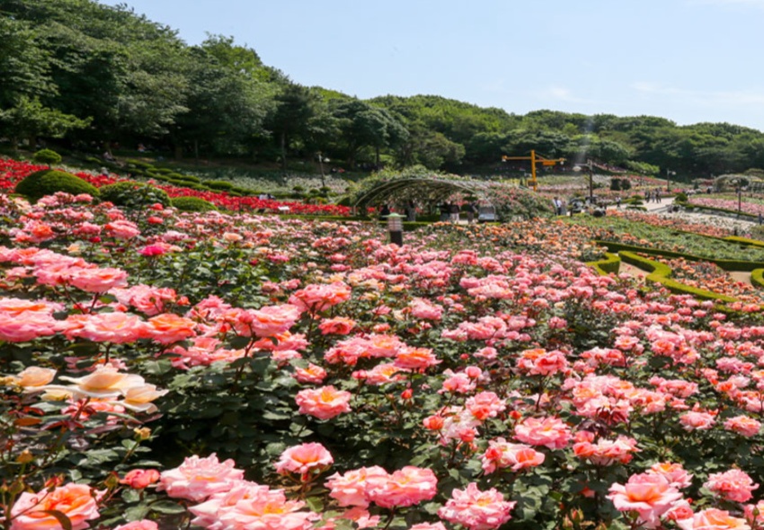 부천백만송이장미원 장미축제