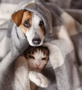 개 고양이 트라조돈 약물 사용 가이드와 주의사항 정리_10