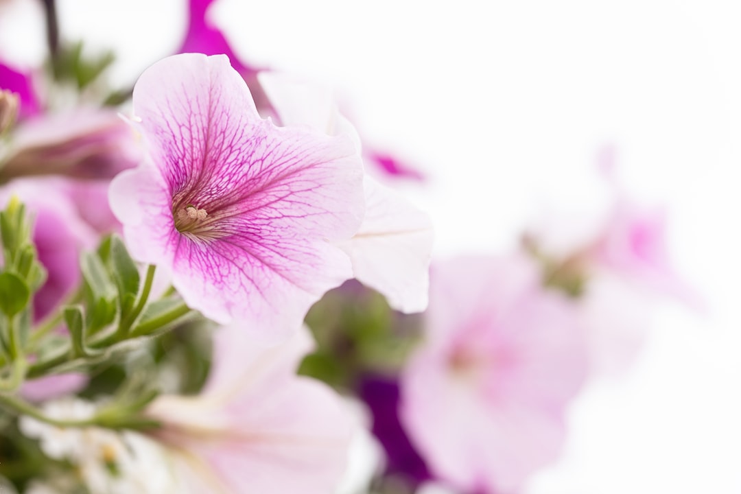 Petunia