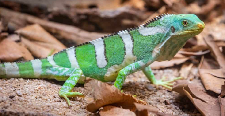 피지-술록이구아나2