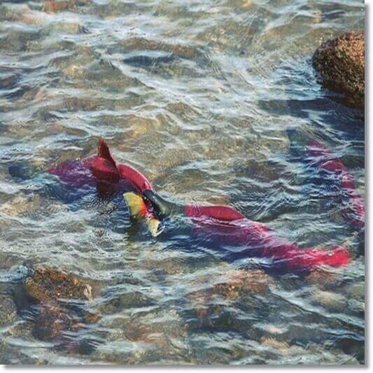 헤마토코쿠스 효능 지구력 향상, 연어