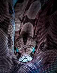 12간지 동물순서 시간 12간지 나이 뜻