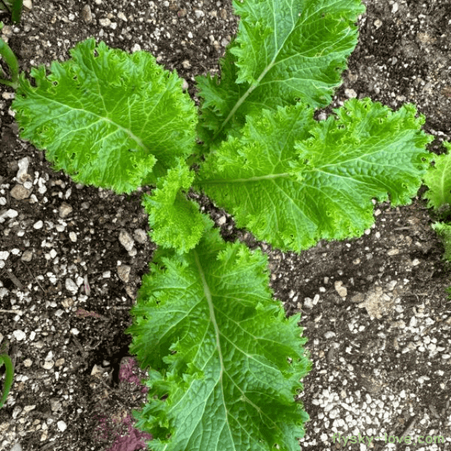 쌈 채소 겨자 특징