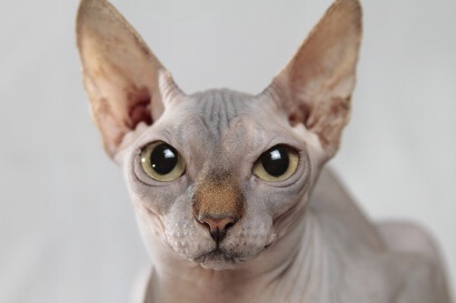 스핑크스 고양이, 이 고양이가 왜 이렇게 특별할까?