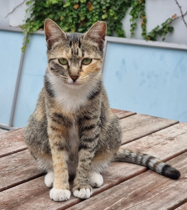 고양이 중성화 수술지원금 신청방법