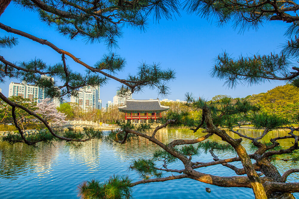 분당중앙공원 벚꽃 - 11