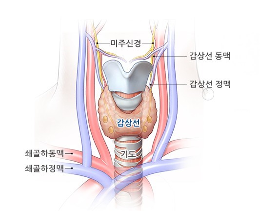 흔하지만 안심할 수 없는 갑상선암 평균생존율, 재발, 치료, 기본검사