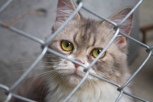 입양 후 흔히 하는 실수