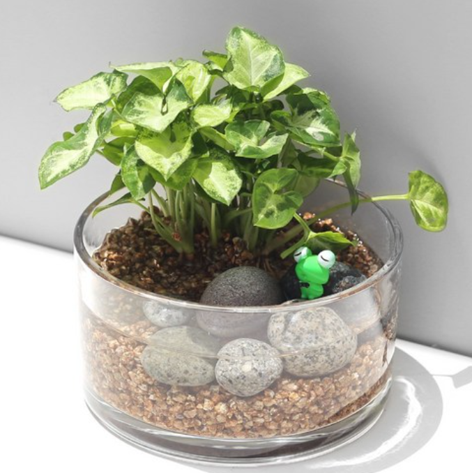 욕실 공기 정화 끝판왕! 키우기 쉬운 수경식물 BEST 8 공개!