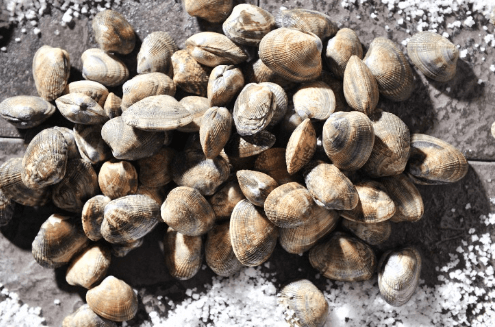 바지락보관방법