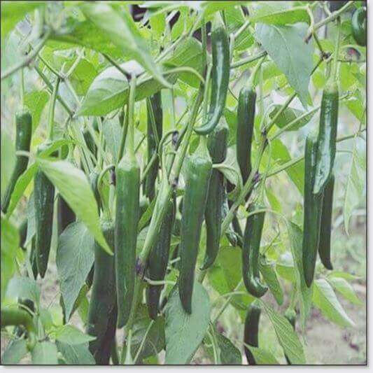 고추 먹는 법, 풋고추가 많이 달린 고추 사진