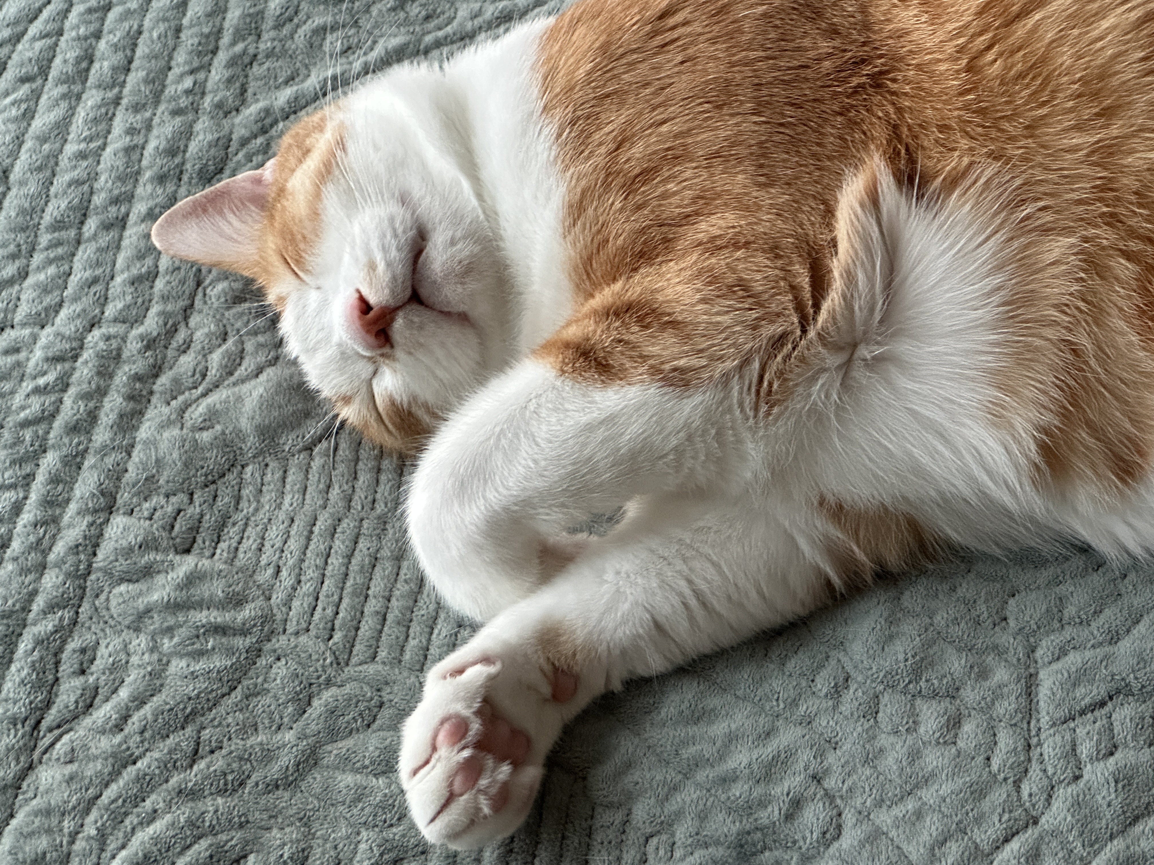 칭얼칭얼을 행동으로 보여주는 고양이 (feat. 사랑스러운 호야)