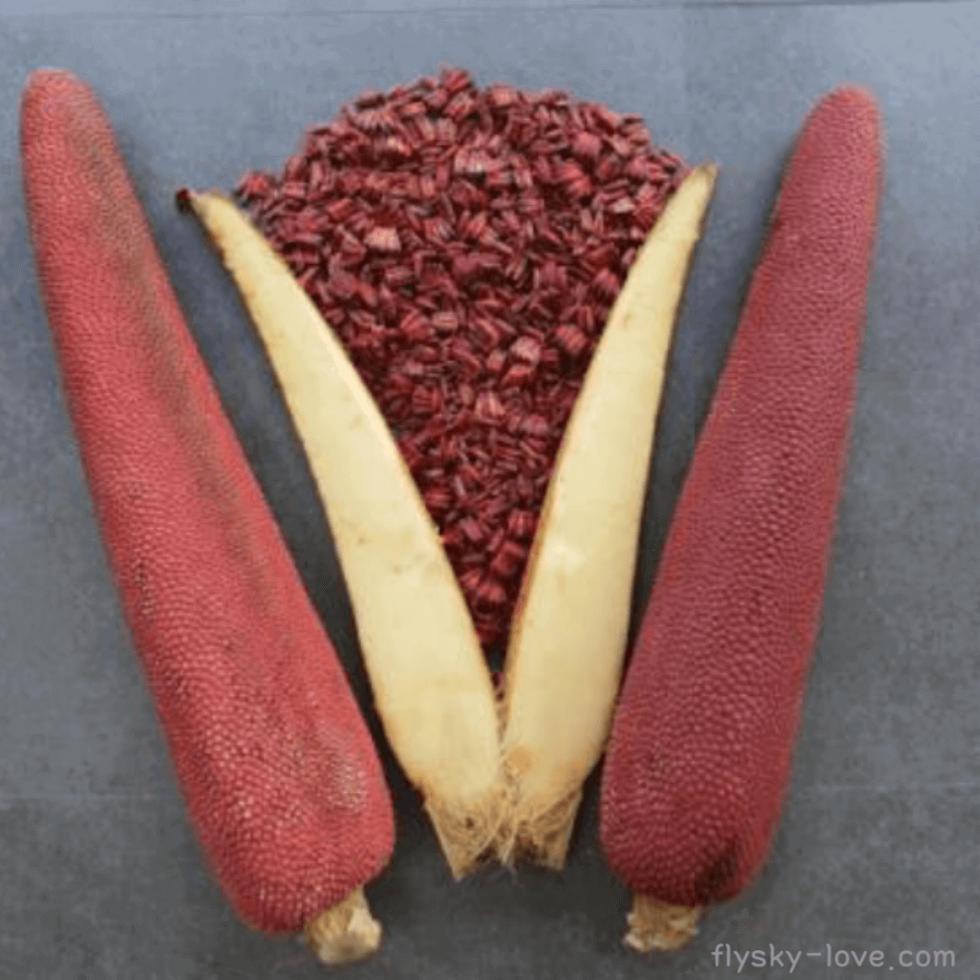 부아메라 (Buah Merha) 활용법