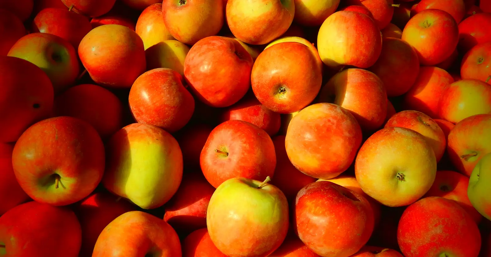 사과 품종 종류