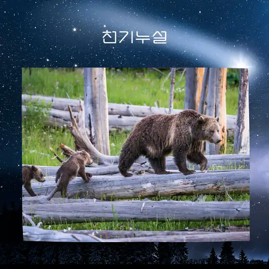 곰이 나오는 꿈 해몽