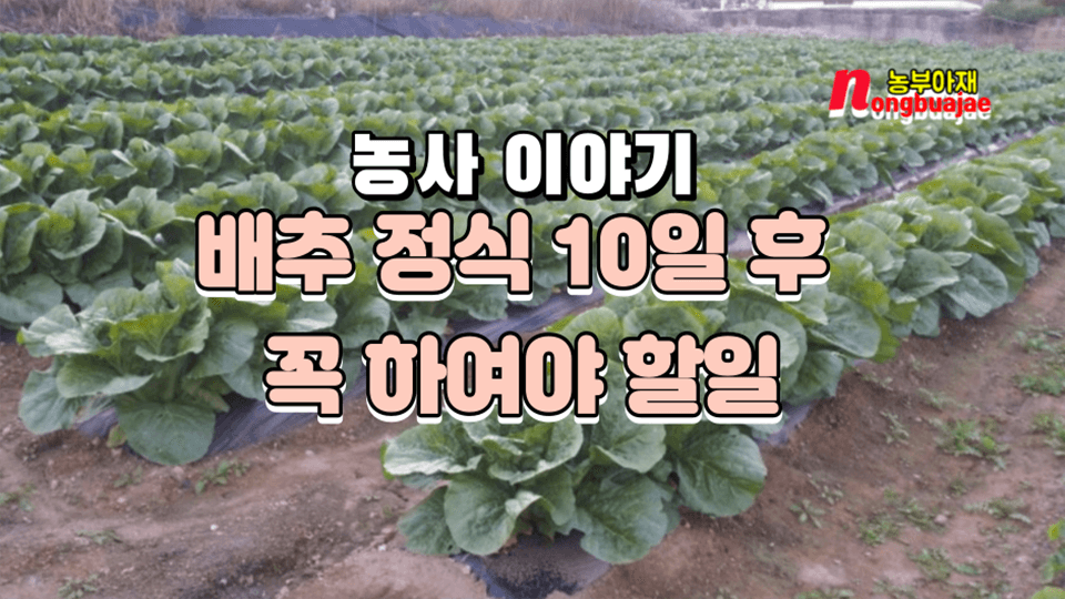 농사이야기 배추정식 10일후 꼭 하여야 할일