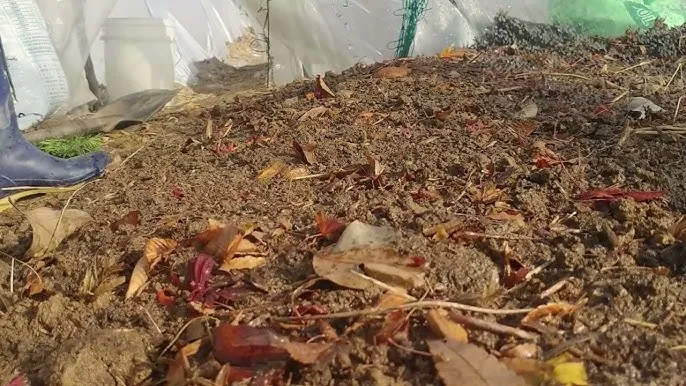 유채 재배 가을 파종 겨울 보온 봄 개화_6