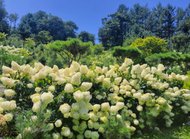 강원권 수국명소 추천 7곳, 여름 여행지로 꼭 가봐야 할 인생샷 스폿 총정리