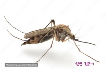 우리나라 모기 종류별 특징과 계절별 출현 정보_7