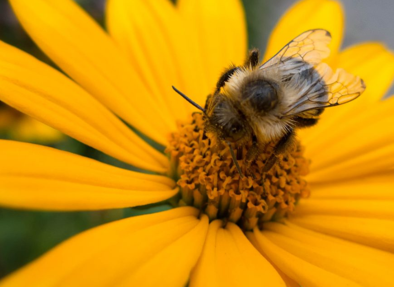 프로폴리스 원료인 벌
