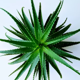 역류성식도염에 좋은 음식 영양제 식단