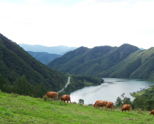 춘천해피초원목장
