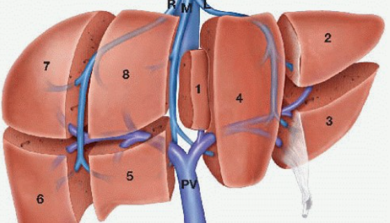 간 수치 검사의 정상 범위와 낮거나 높으면 그 의미와 증상