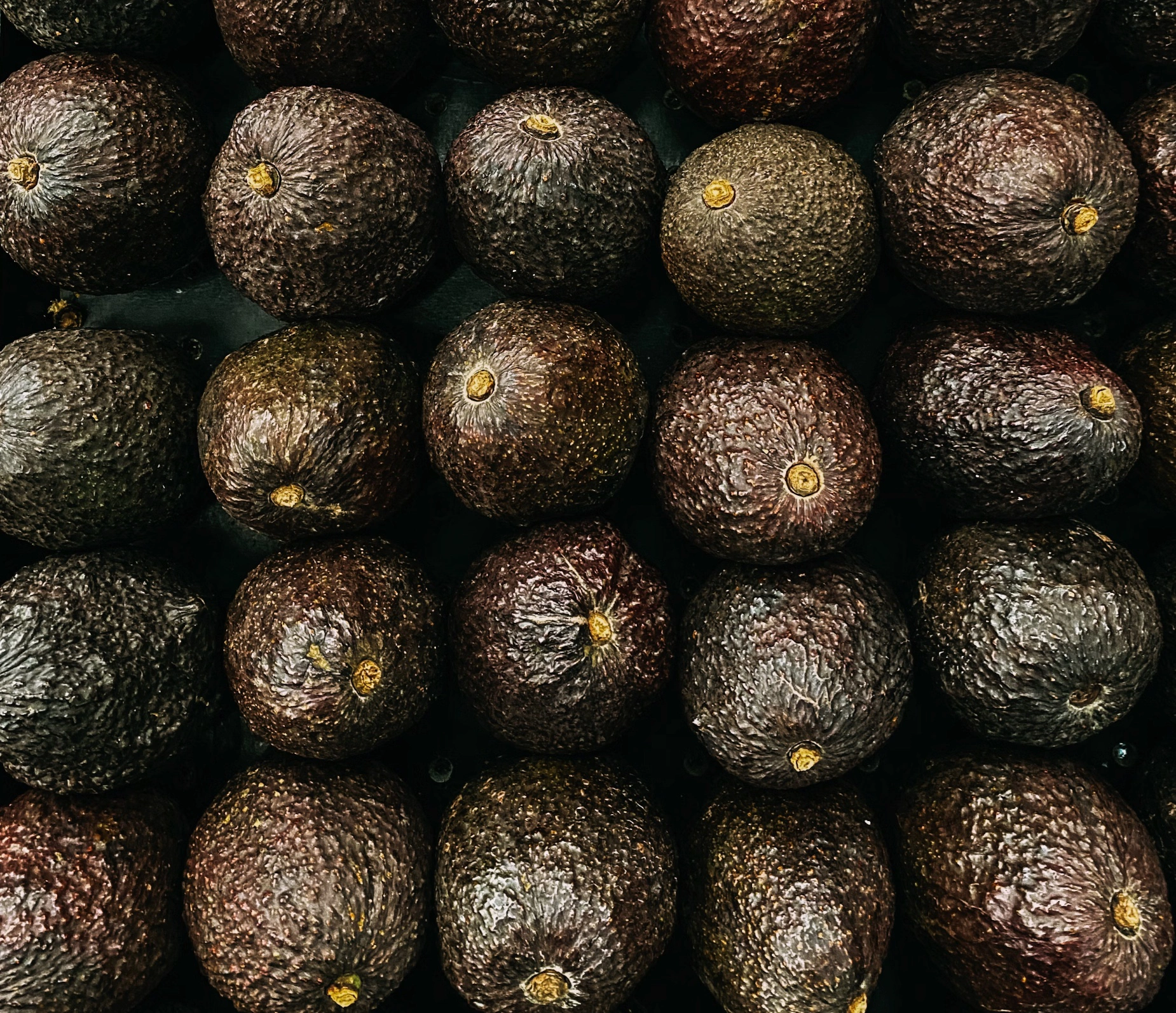 아보카도 후숙 방법