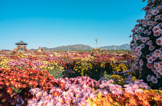 서산 국화축제