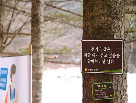 오대산월정사전나무숲길