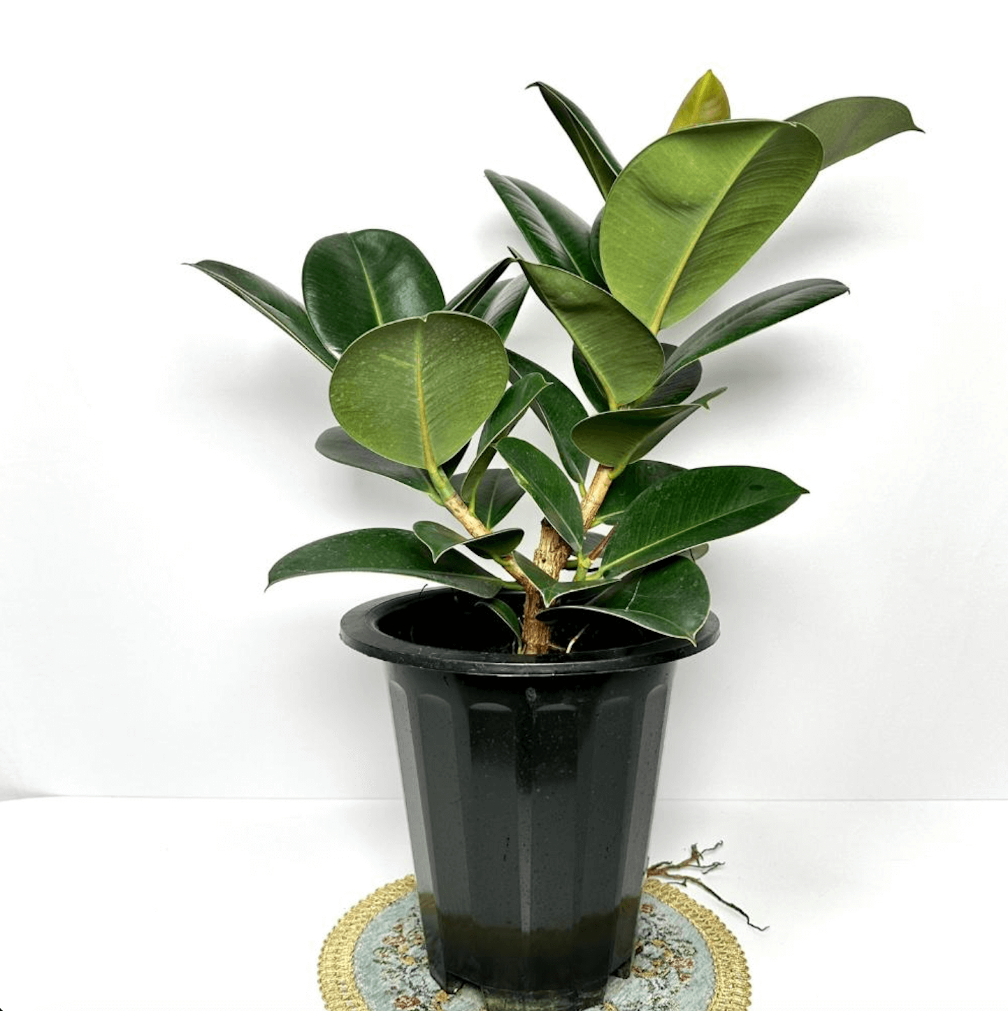 고무나무 키우는법