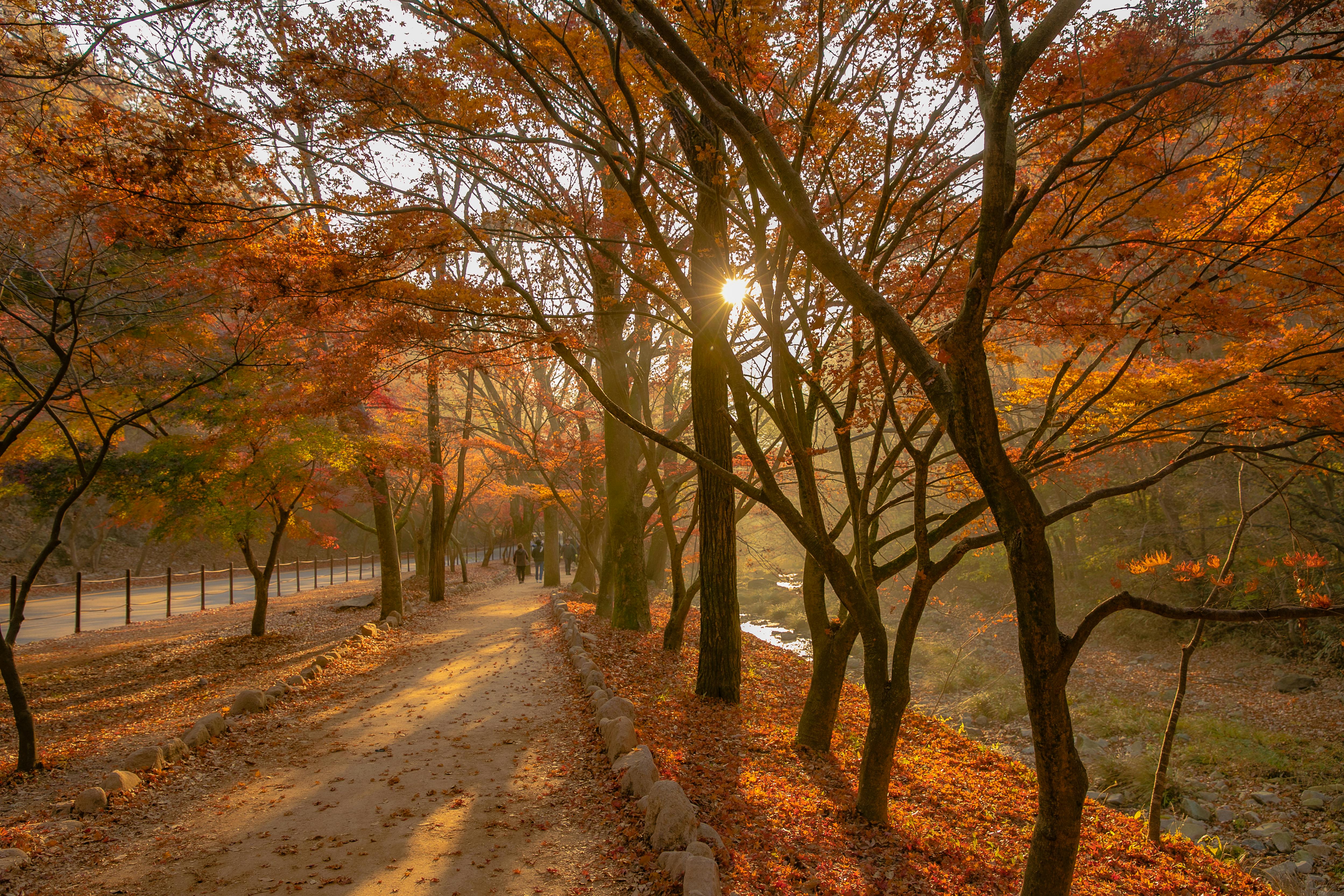 화담숲 예약