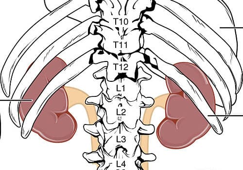 신장에 좋은 습관