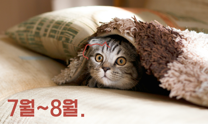 고양이-계절