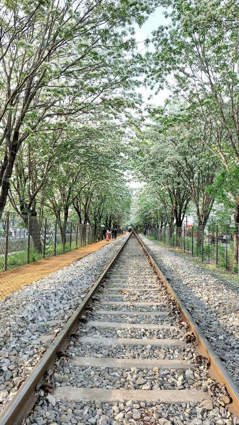 이팝나무 꽃터널